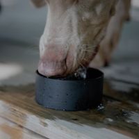 Scosche MagicMount Flask - Support téléphone - Gourde isotherme 650ML - MagSafe - Noir