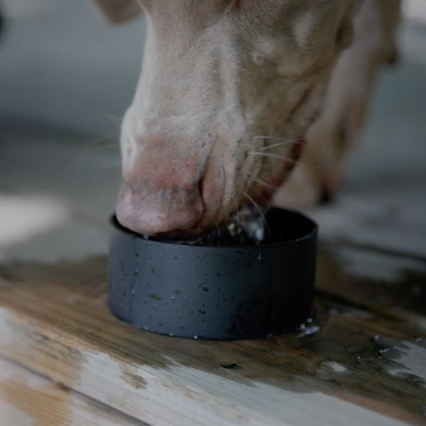 Scosche MagicMount Flask - Support téléphone - Gourde isotherme 650ML - MagSafe - Noir