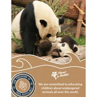 Planet Buddies Écouteurs sans fil pour enfants - Panda